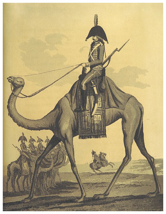 Les dromadaires de l'armée d'Egypte du général Napoléon -gregory-roose-chroniques-remplacisme-global-grand-remplacement